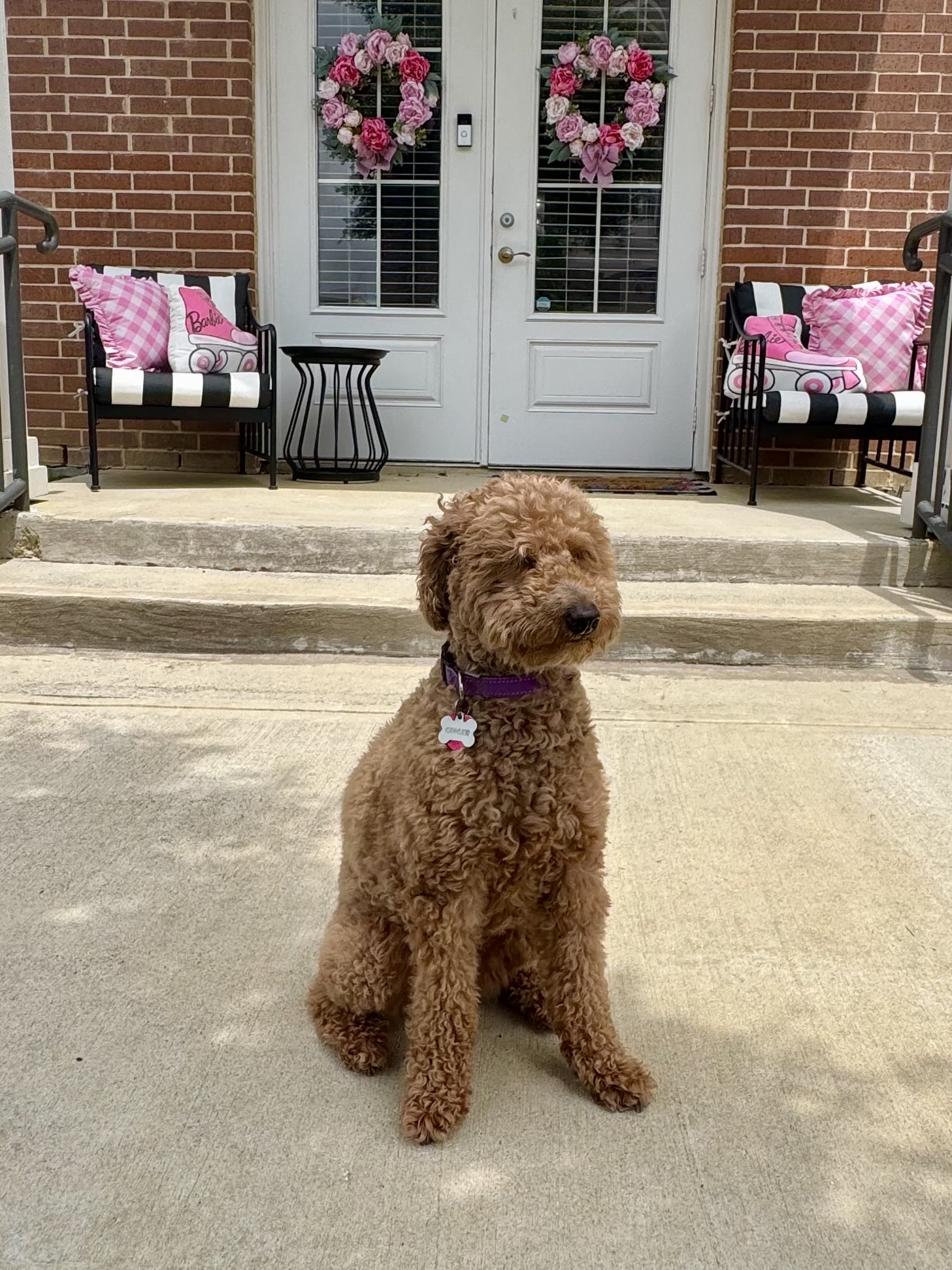 Dog walking in Celina Texas