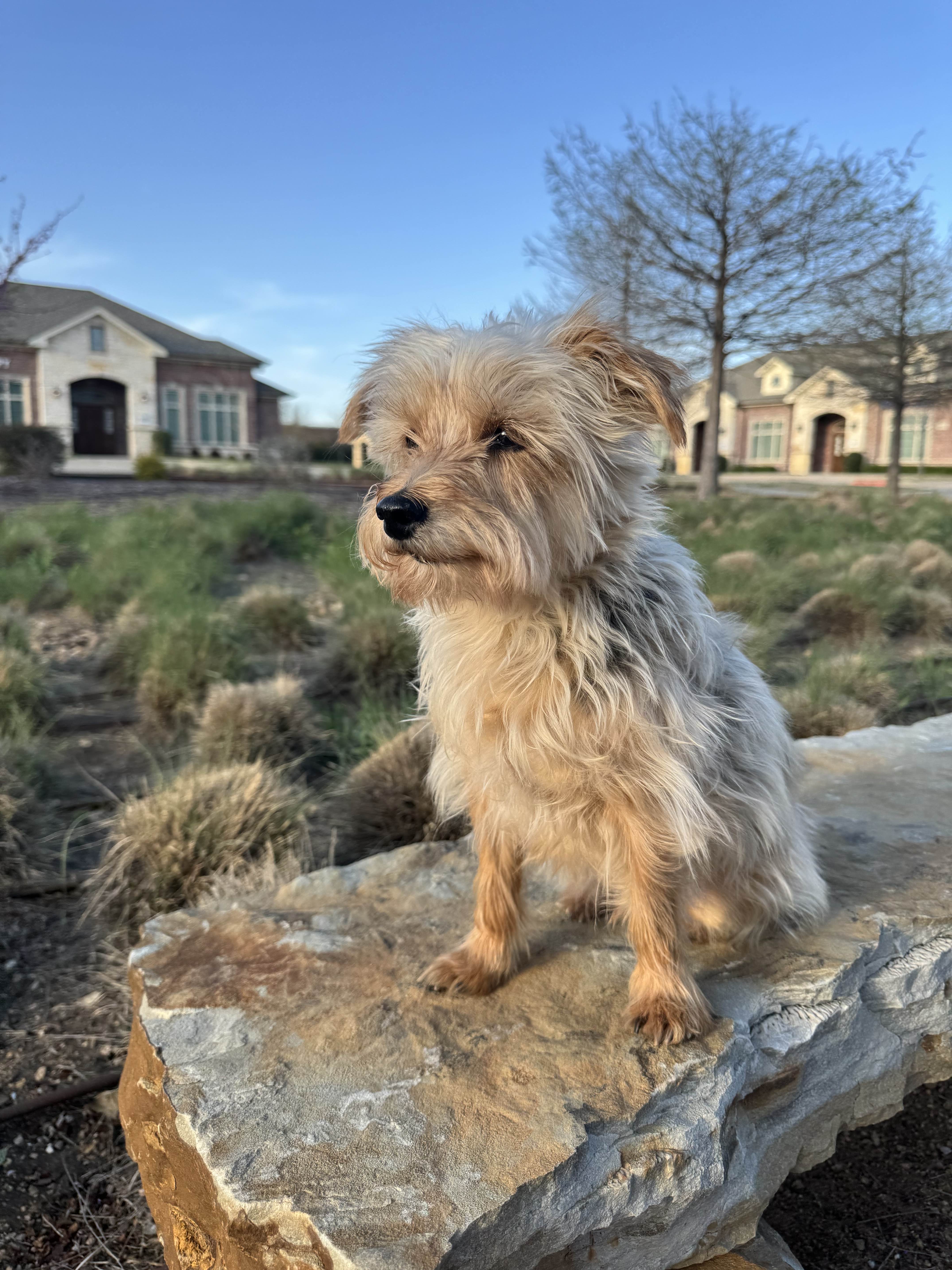 Happy dog being cared for in Celina Texas