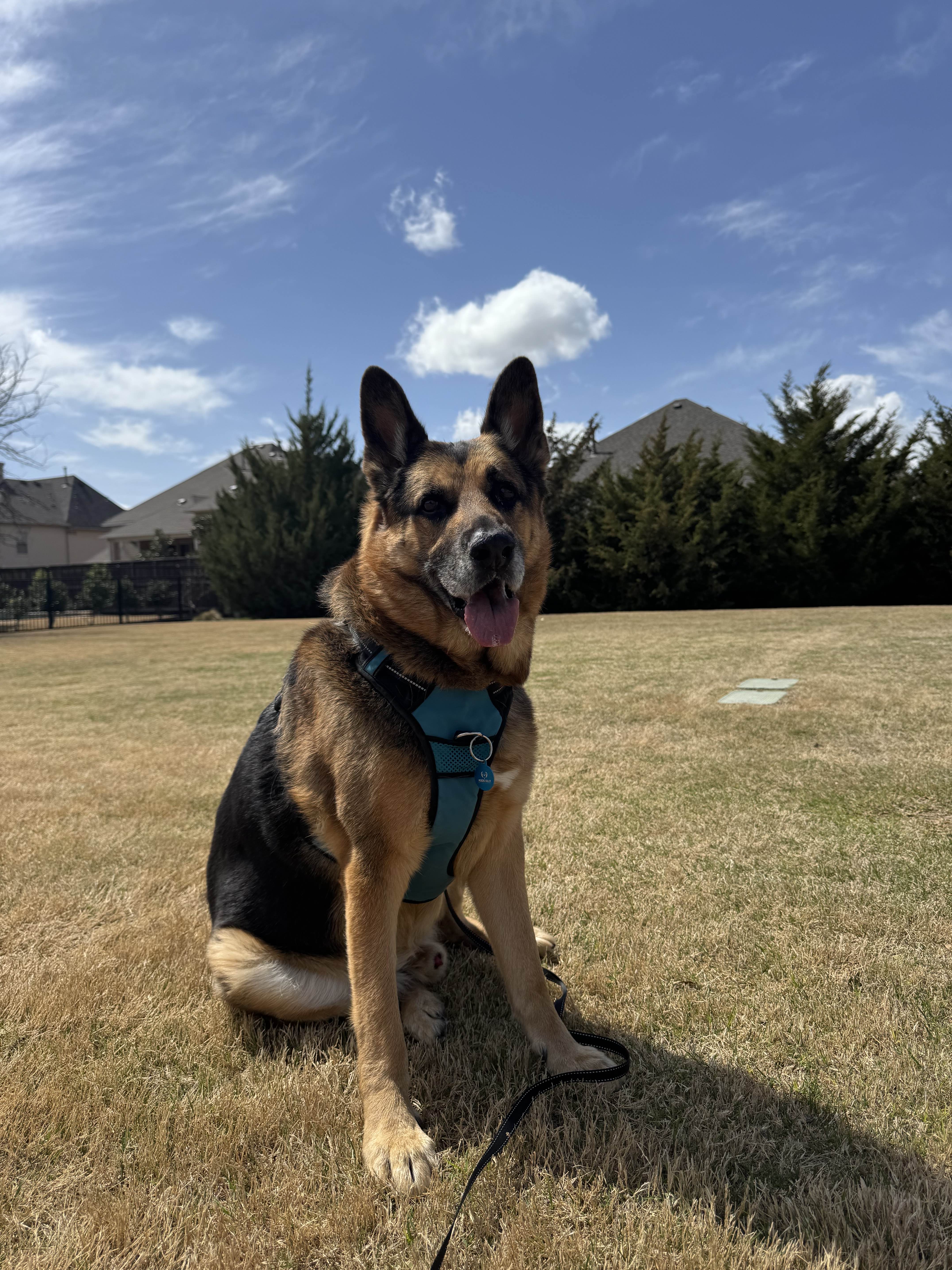 Professional pet care in Celina Texas