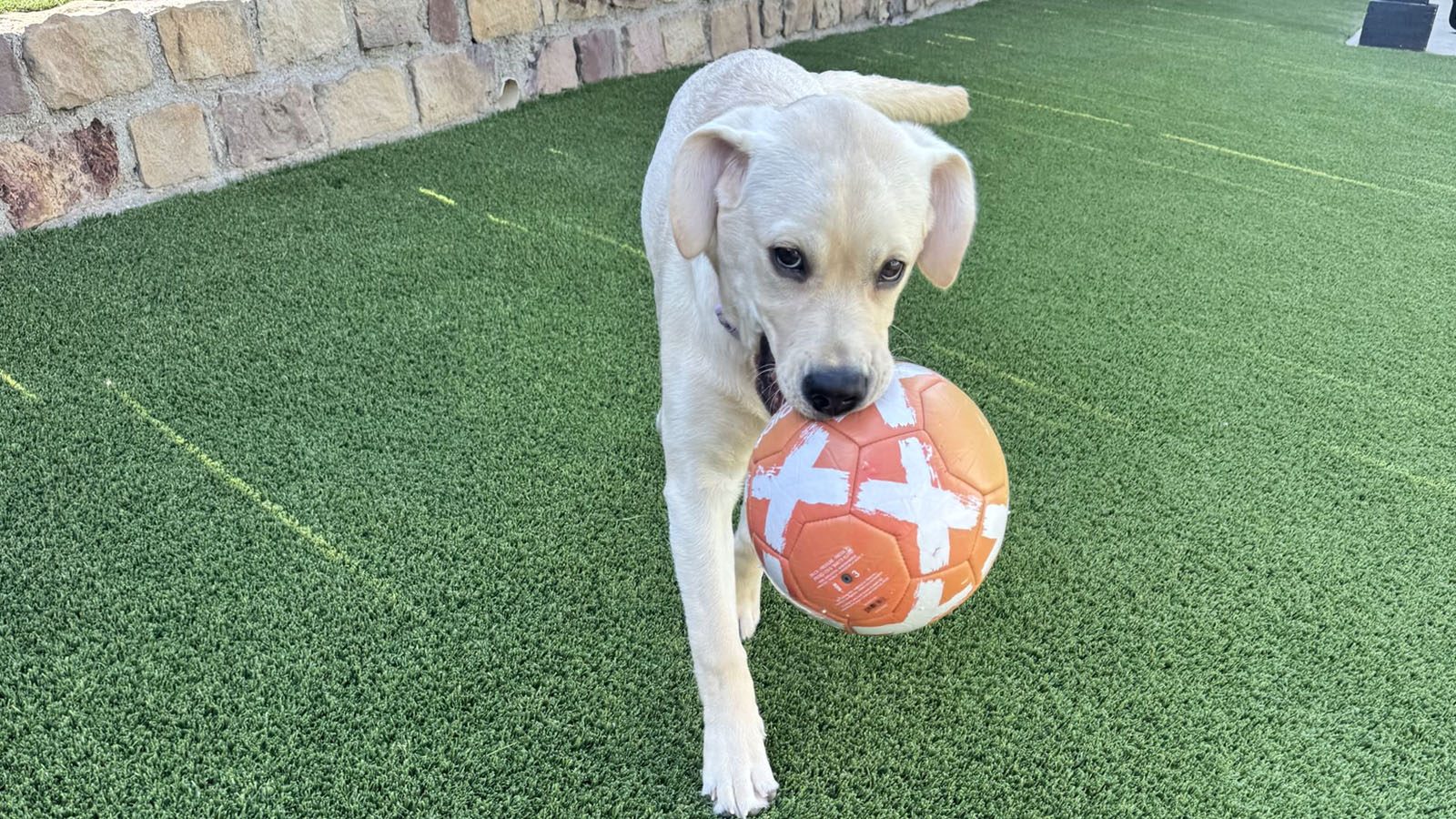 Yellow Lab puppy playing fetch with a soccer ball in a Frisco backyard