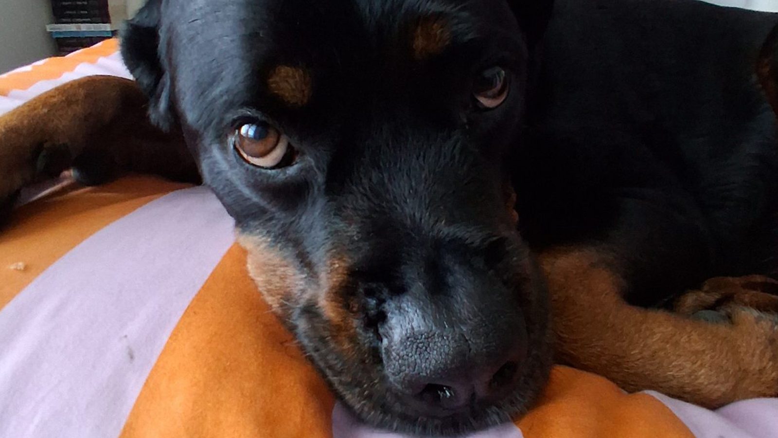 Rottweiler relaxing on a cozy bed at home