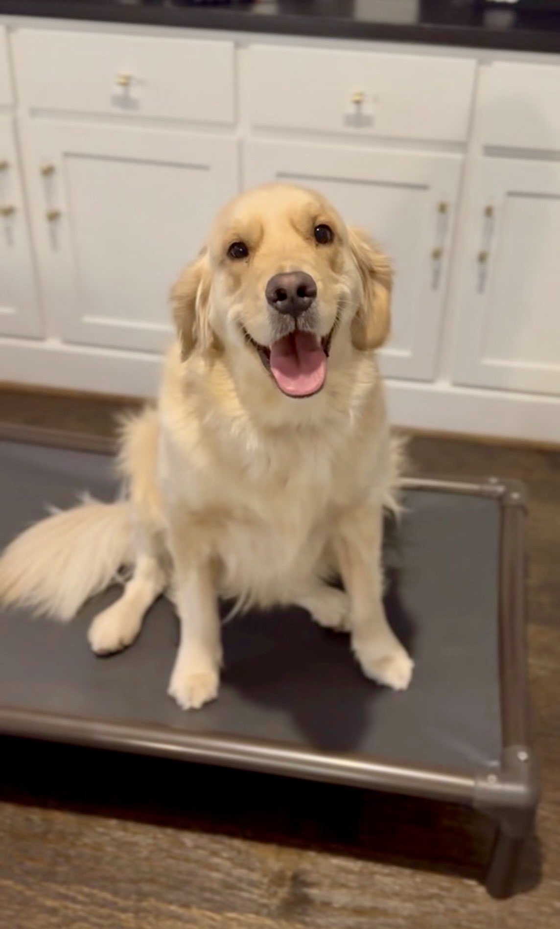 Dog Boarding Frisco Texas