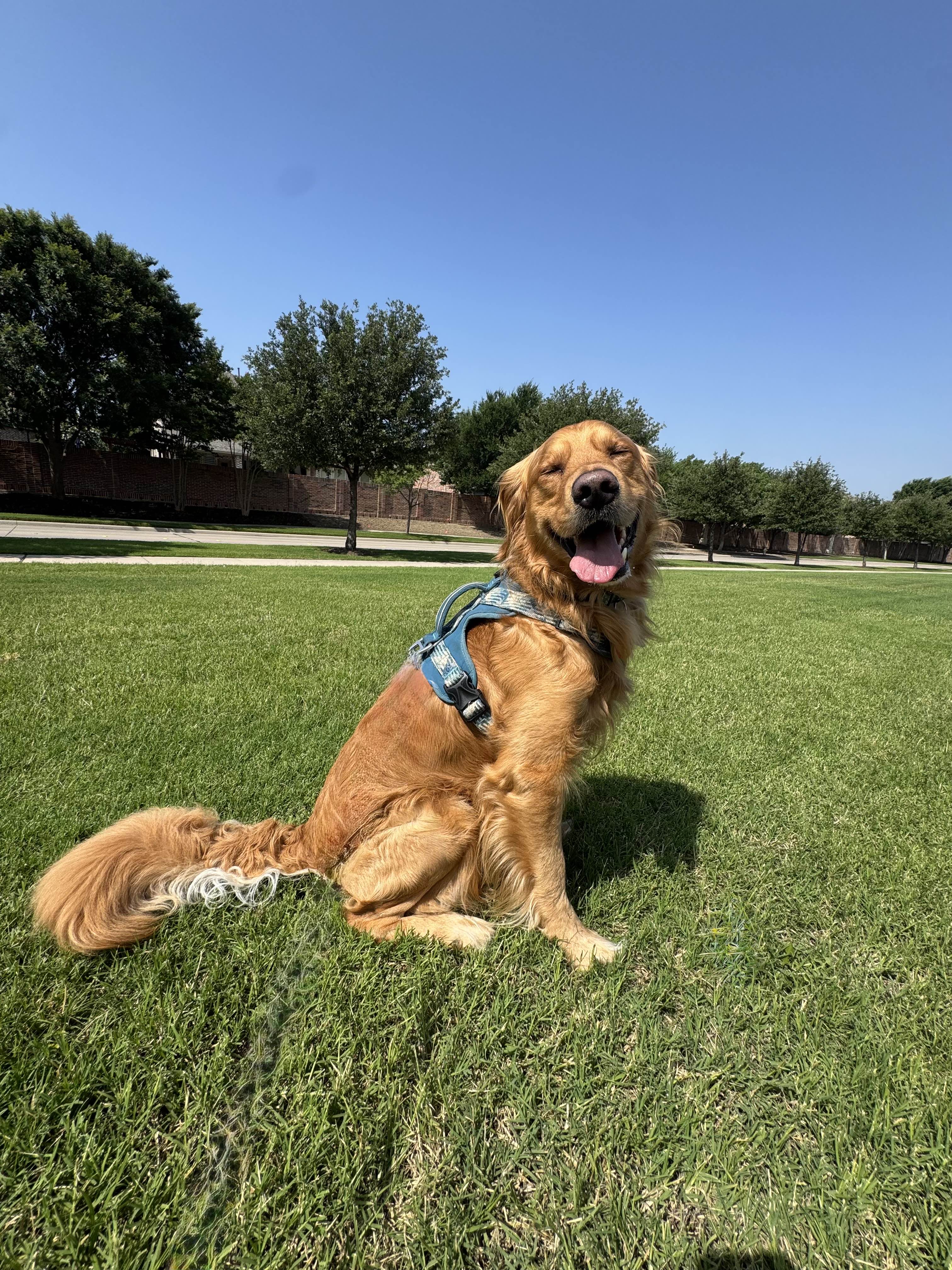 Dog walking in Prosper Texas