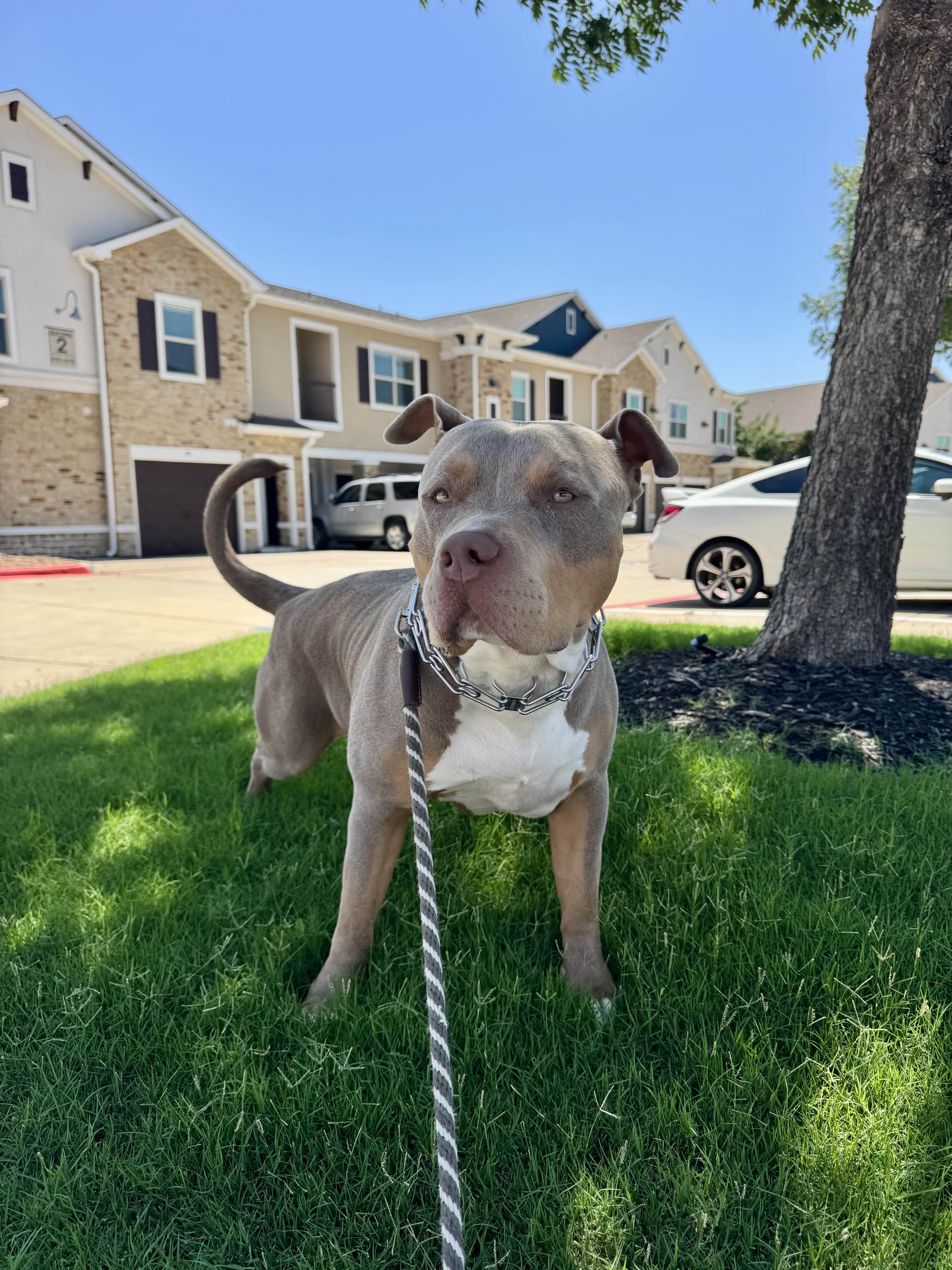 Dog Walking Services Frisco Texas