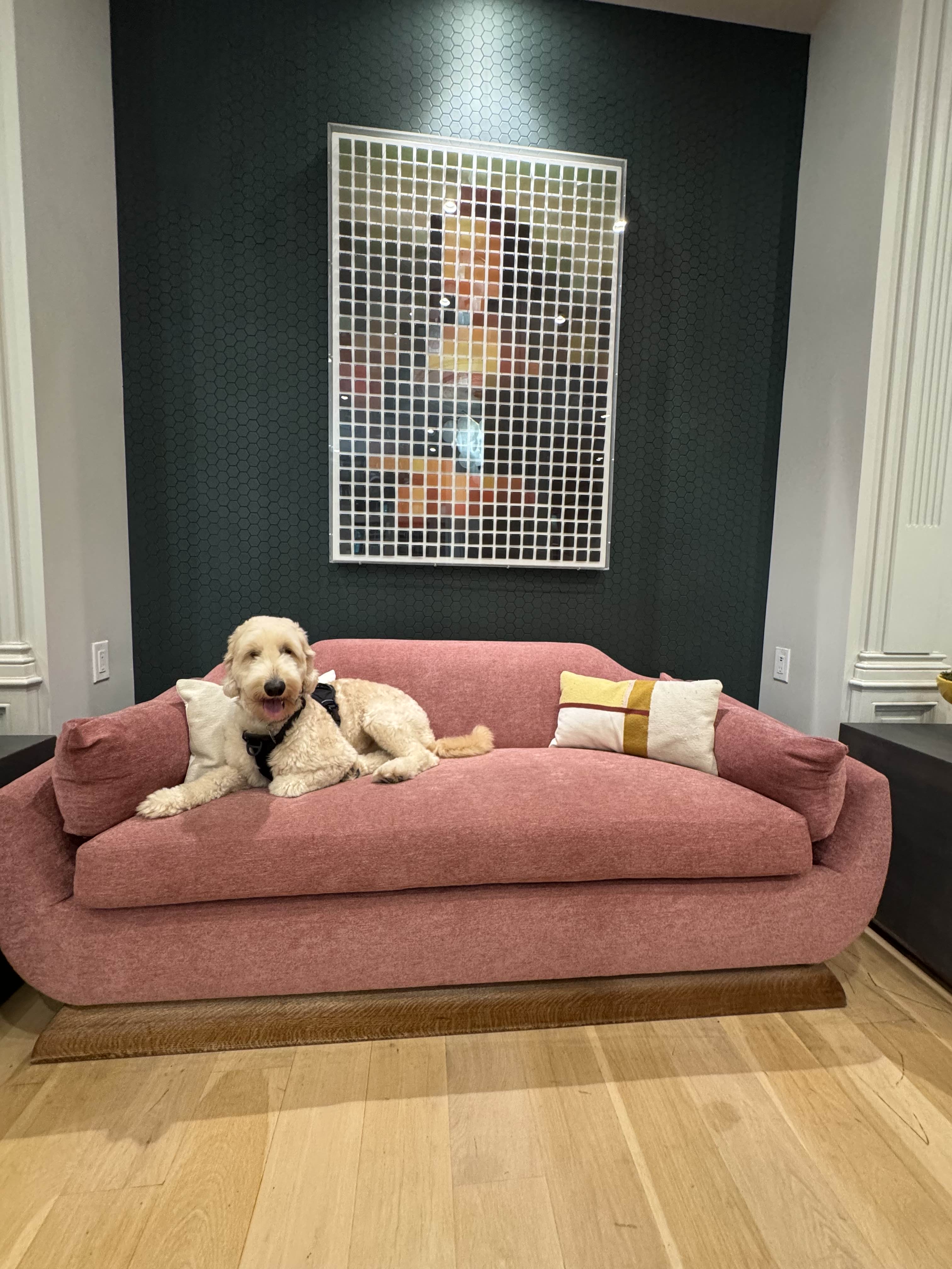 Dog Drop-In Visits and Potty Breaks Frisco Texas