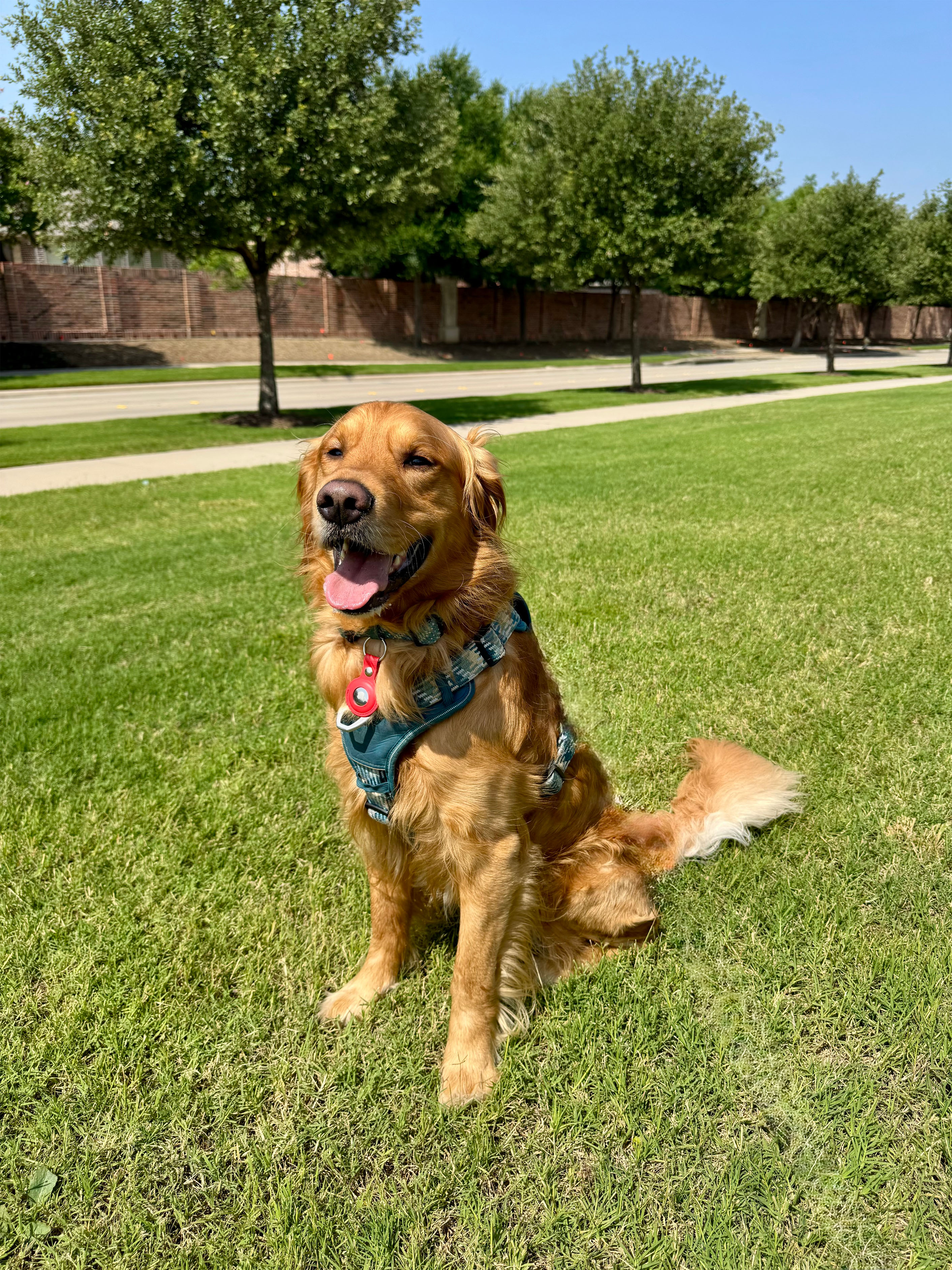 Dog walking in Frisco Texas