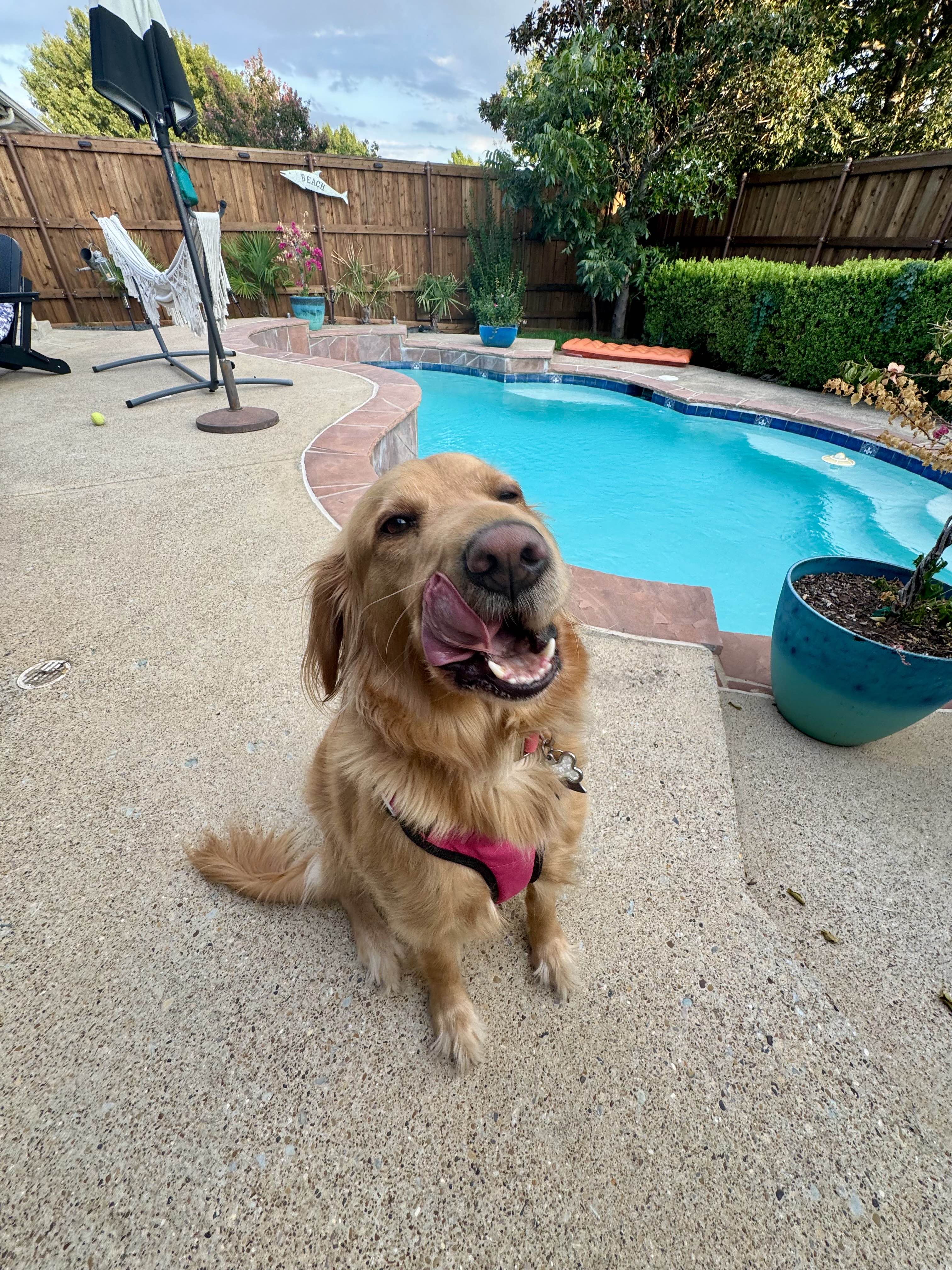 Dog care in Frisco Texas