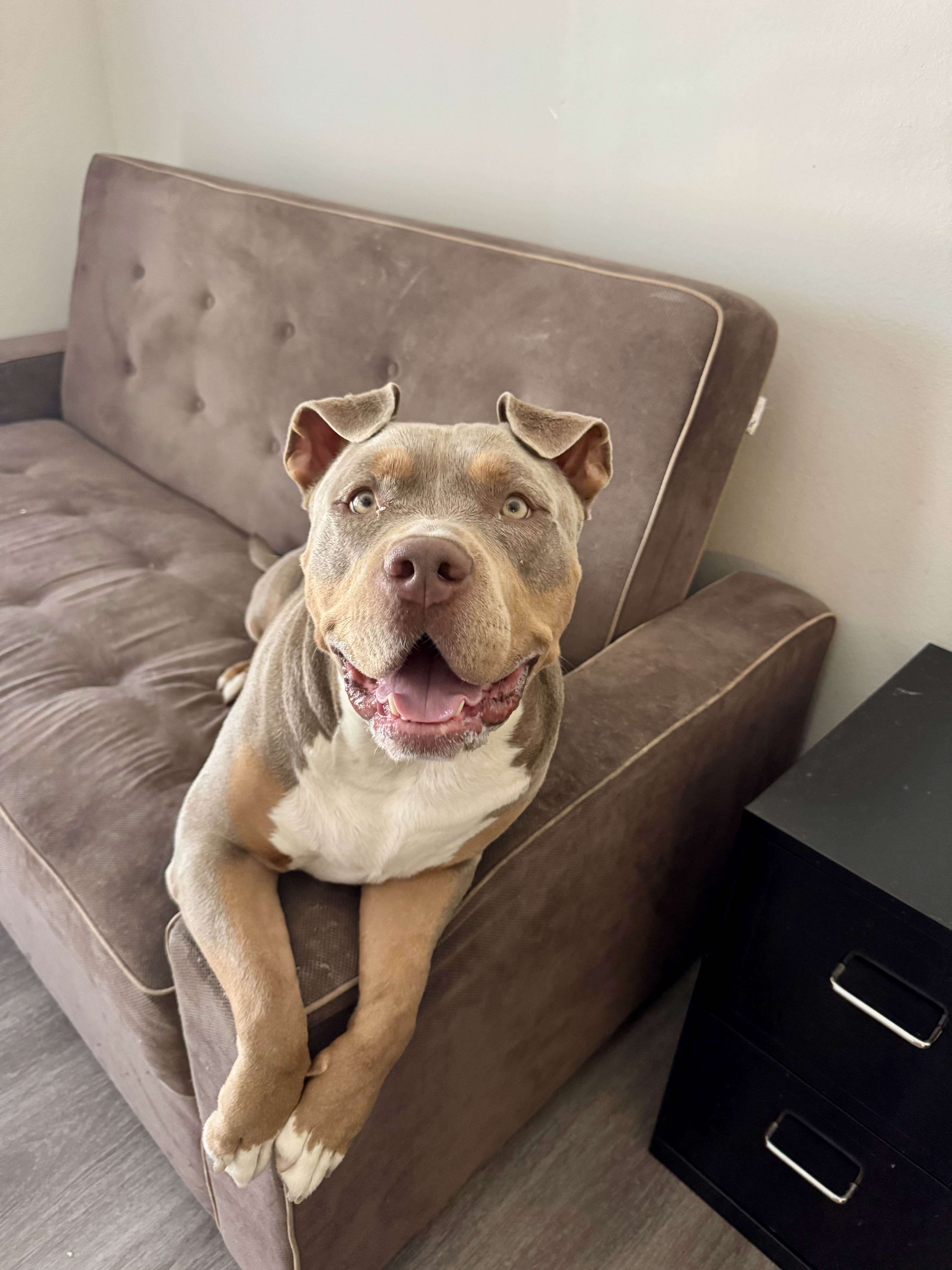 Happy dog being cared for in Frisco Texas