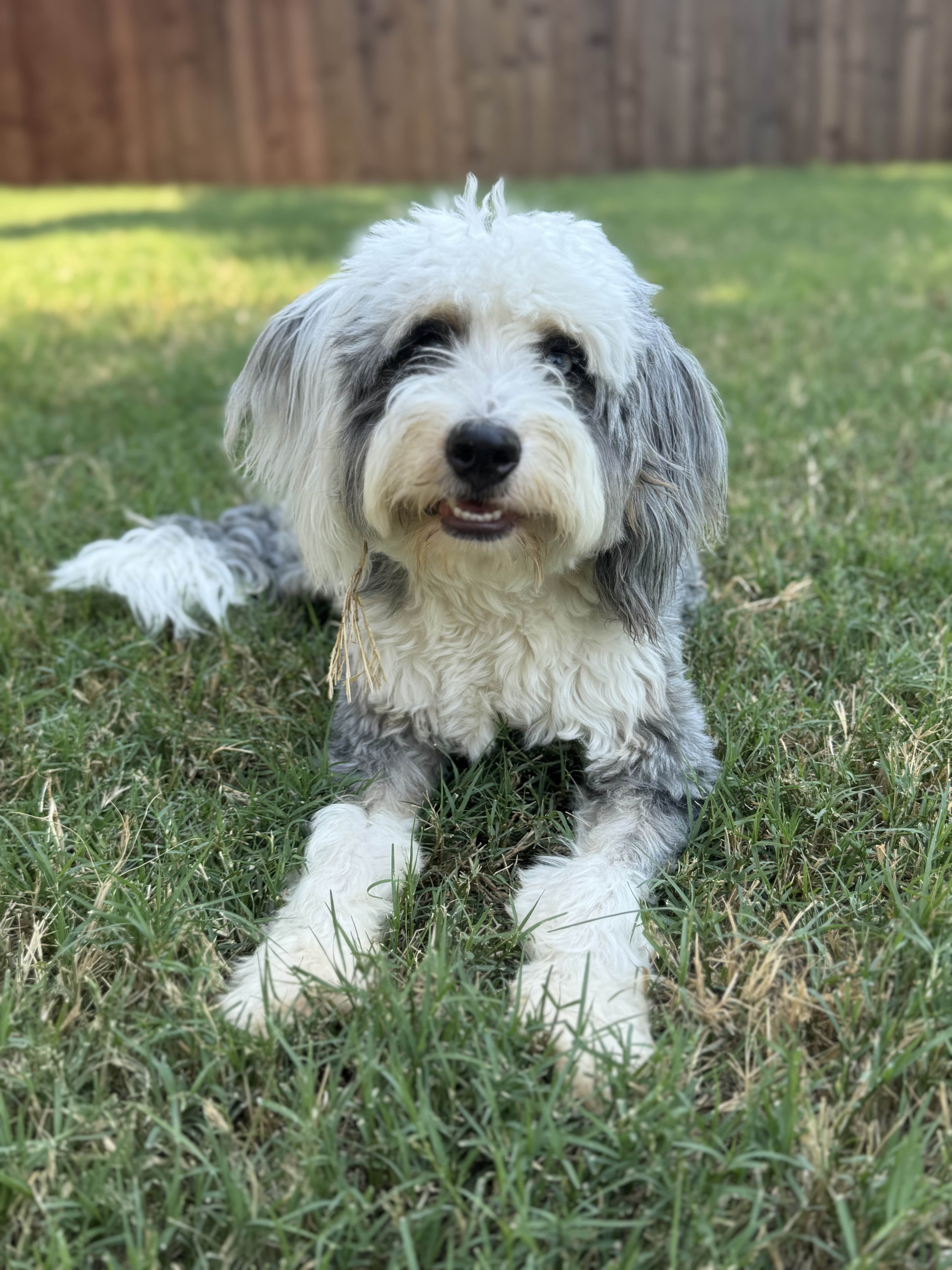 Professional pet care in Frisco Texas