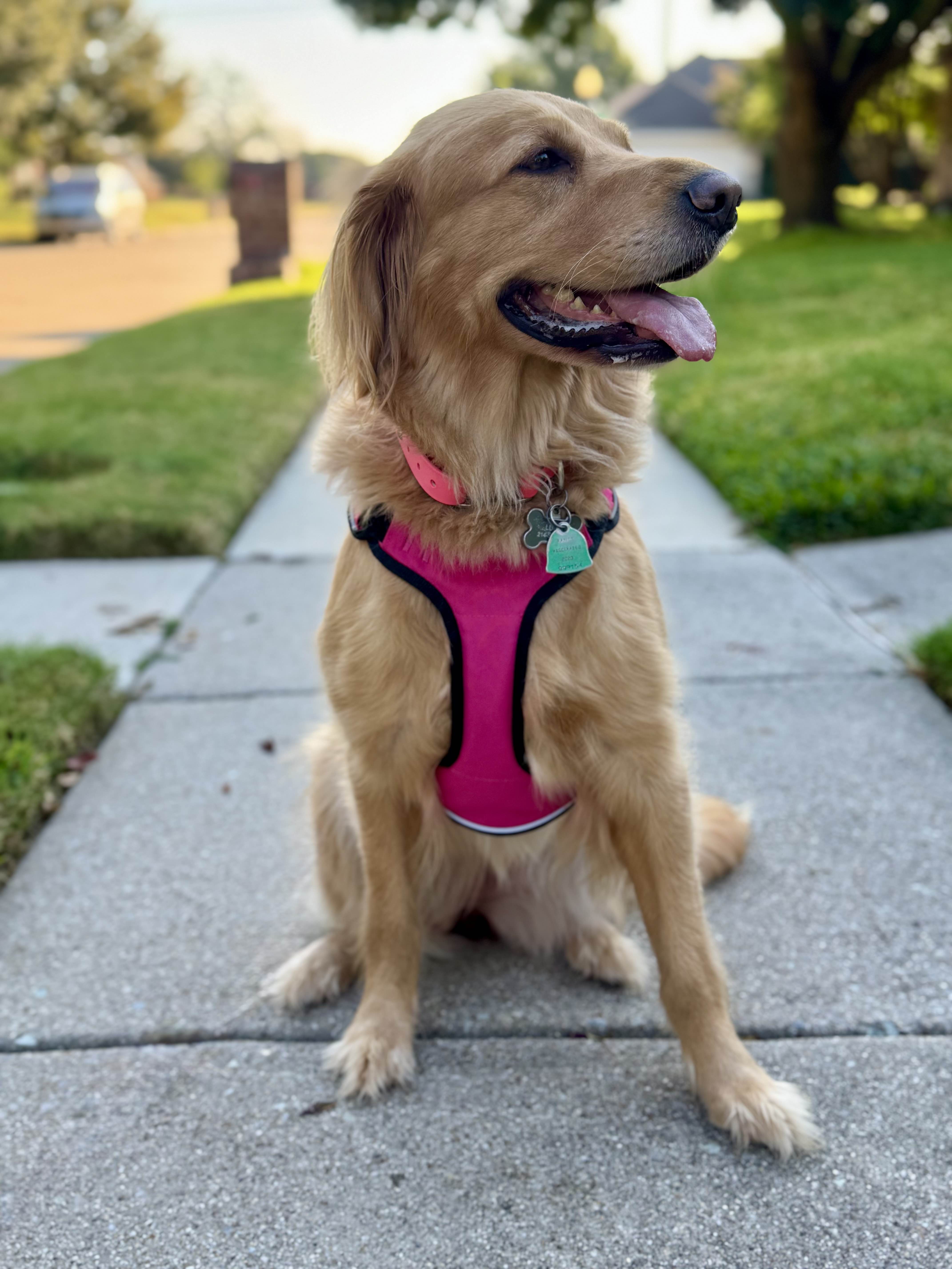 Happy golden retriever for dog walking in Frisco Texas