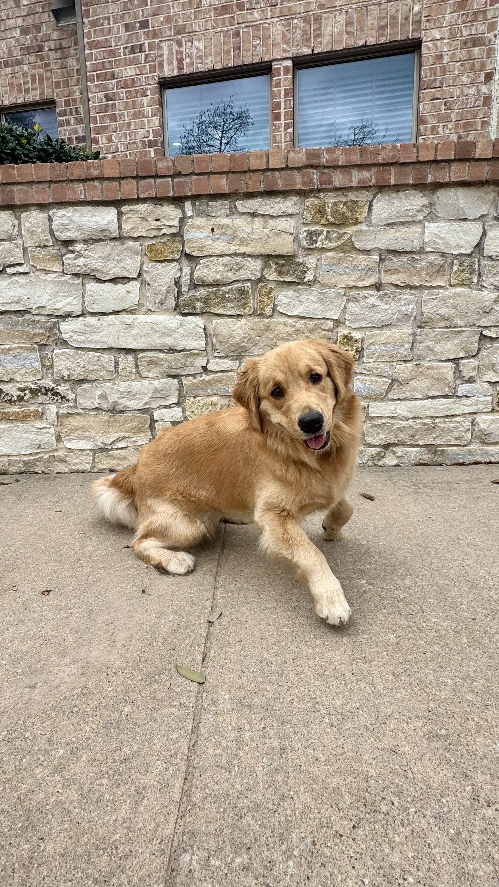 Golden retriever sitting outside in Frisco Texas