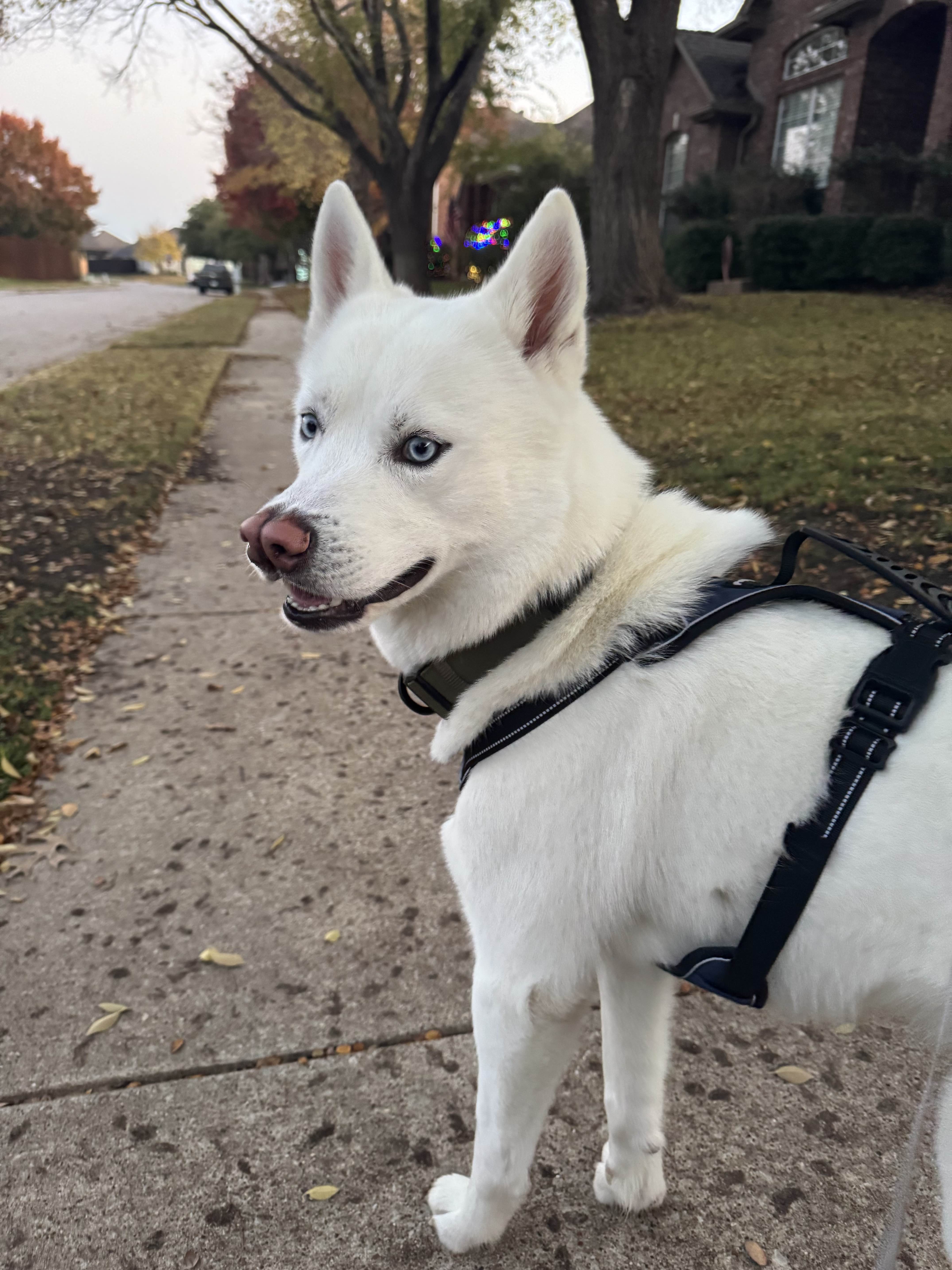 Dog walking in Little Elm Texas