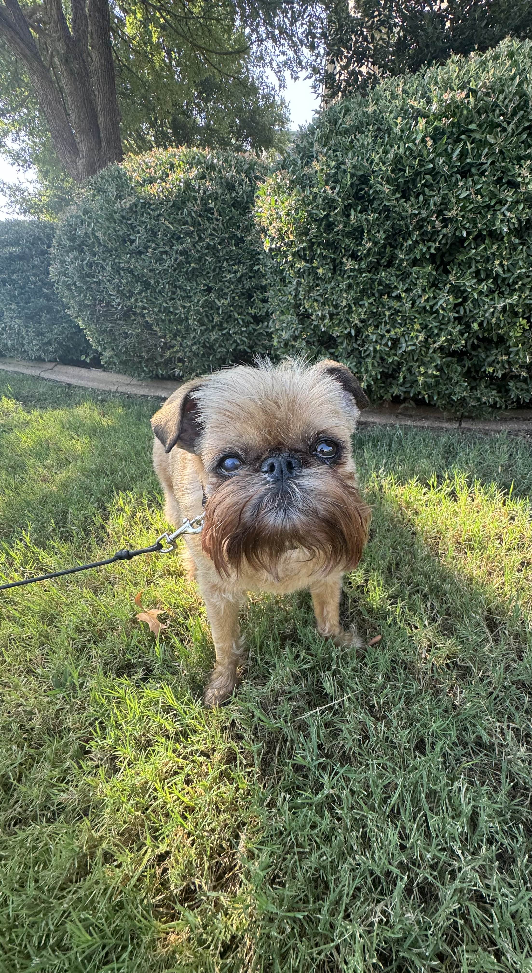 Happy dog being cared for in Little Elm Texas