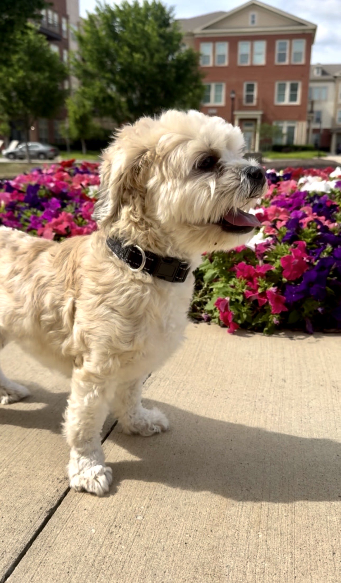 Professional pet care in Little Elm Texas