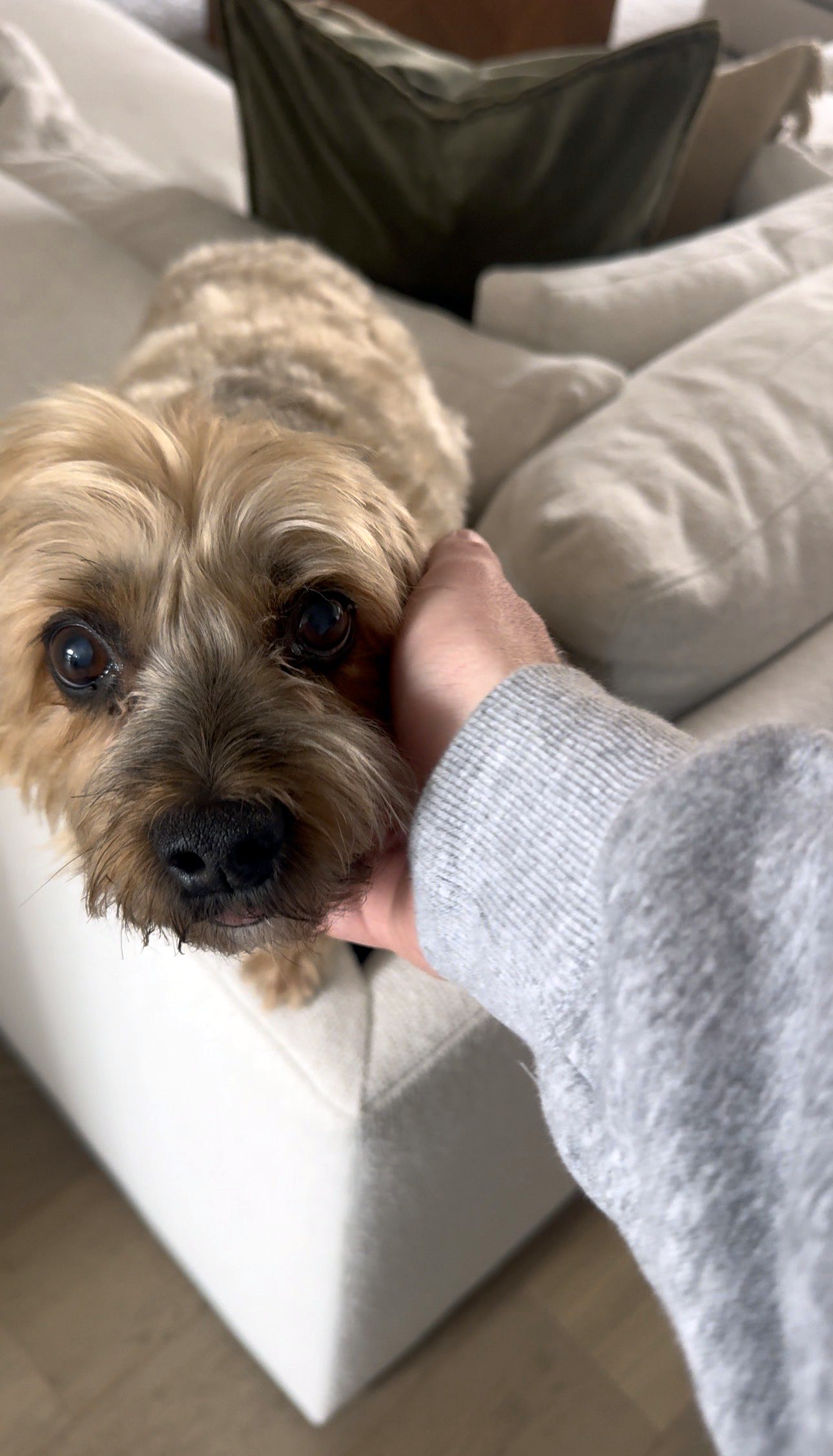 Pet Sitting Frisco Texas