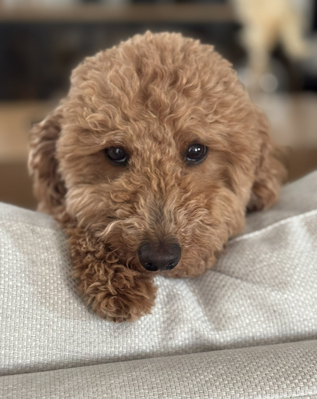 Pet sitting in Prosper Texas