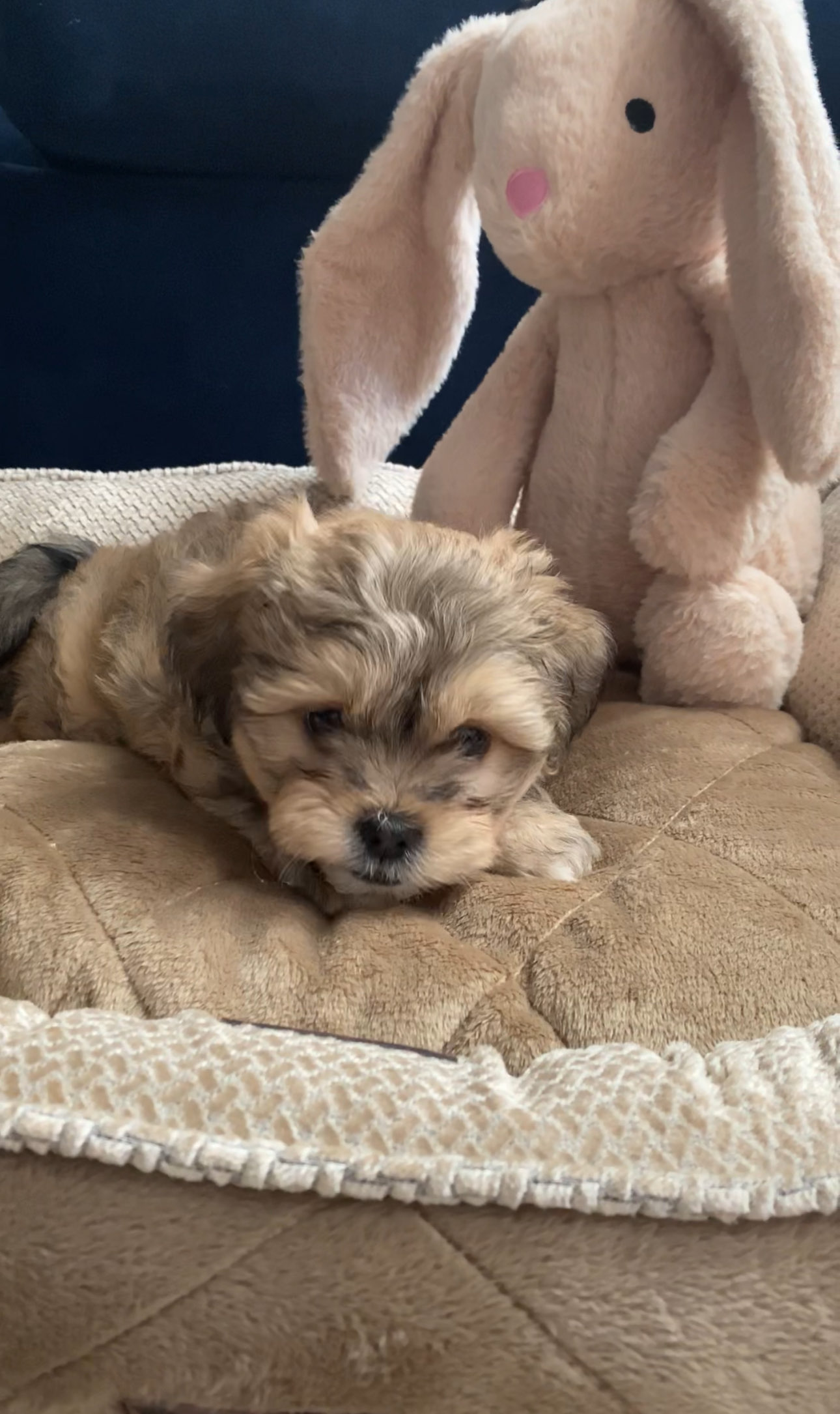 Dog boarding in Prosper Texas