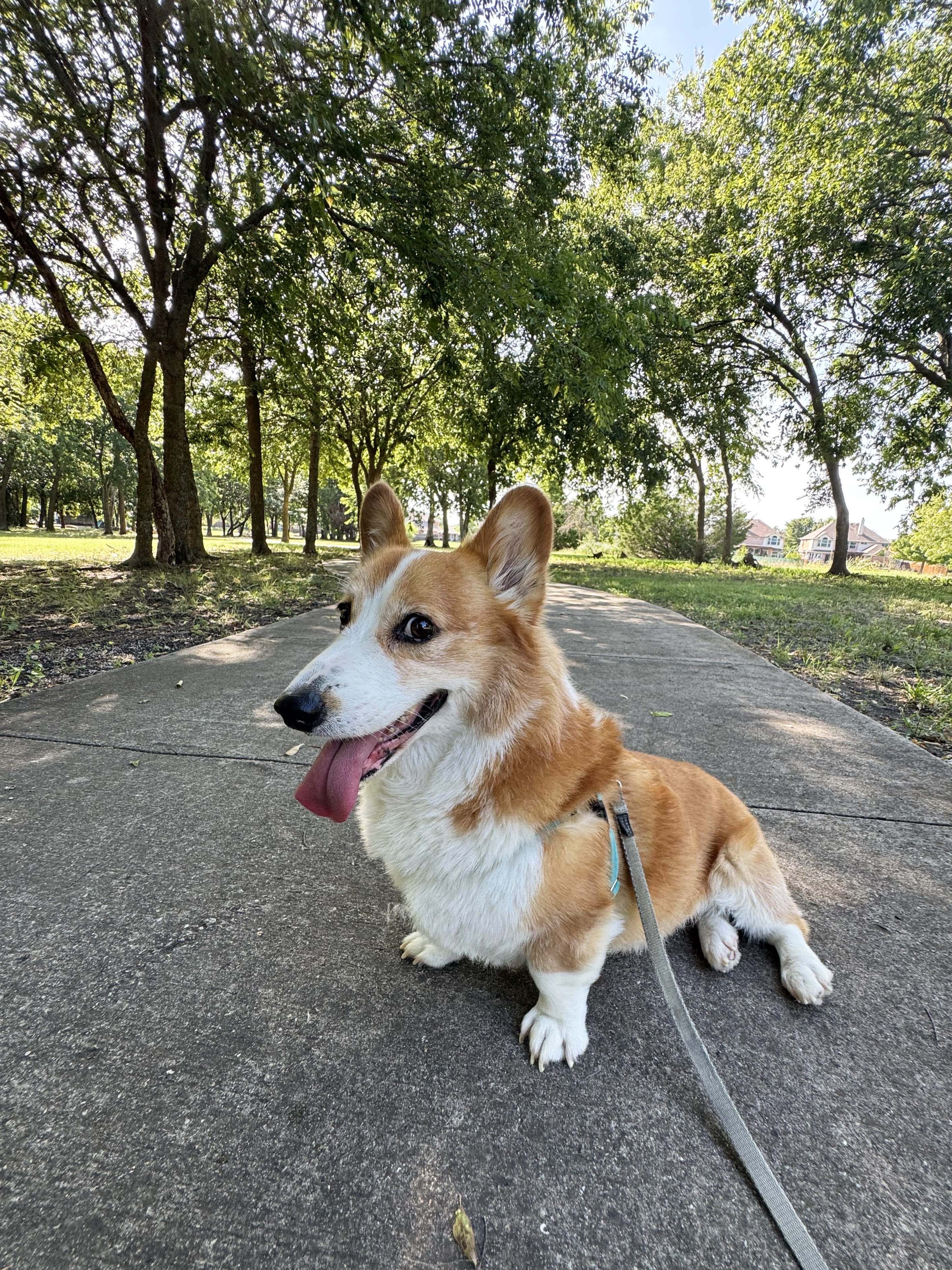 Dog walking in Prosper Texas