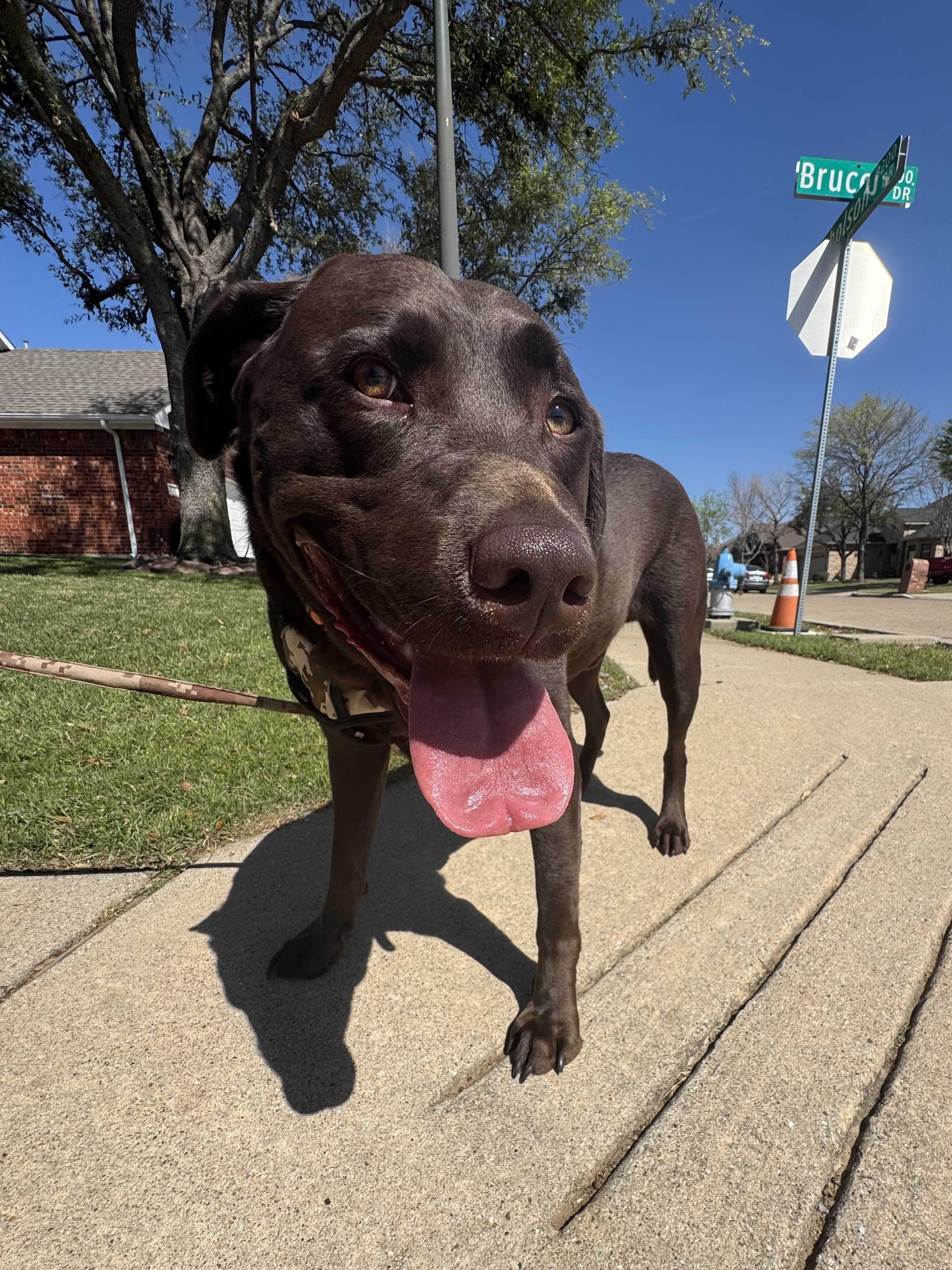 Dog care in Prosper Texas