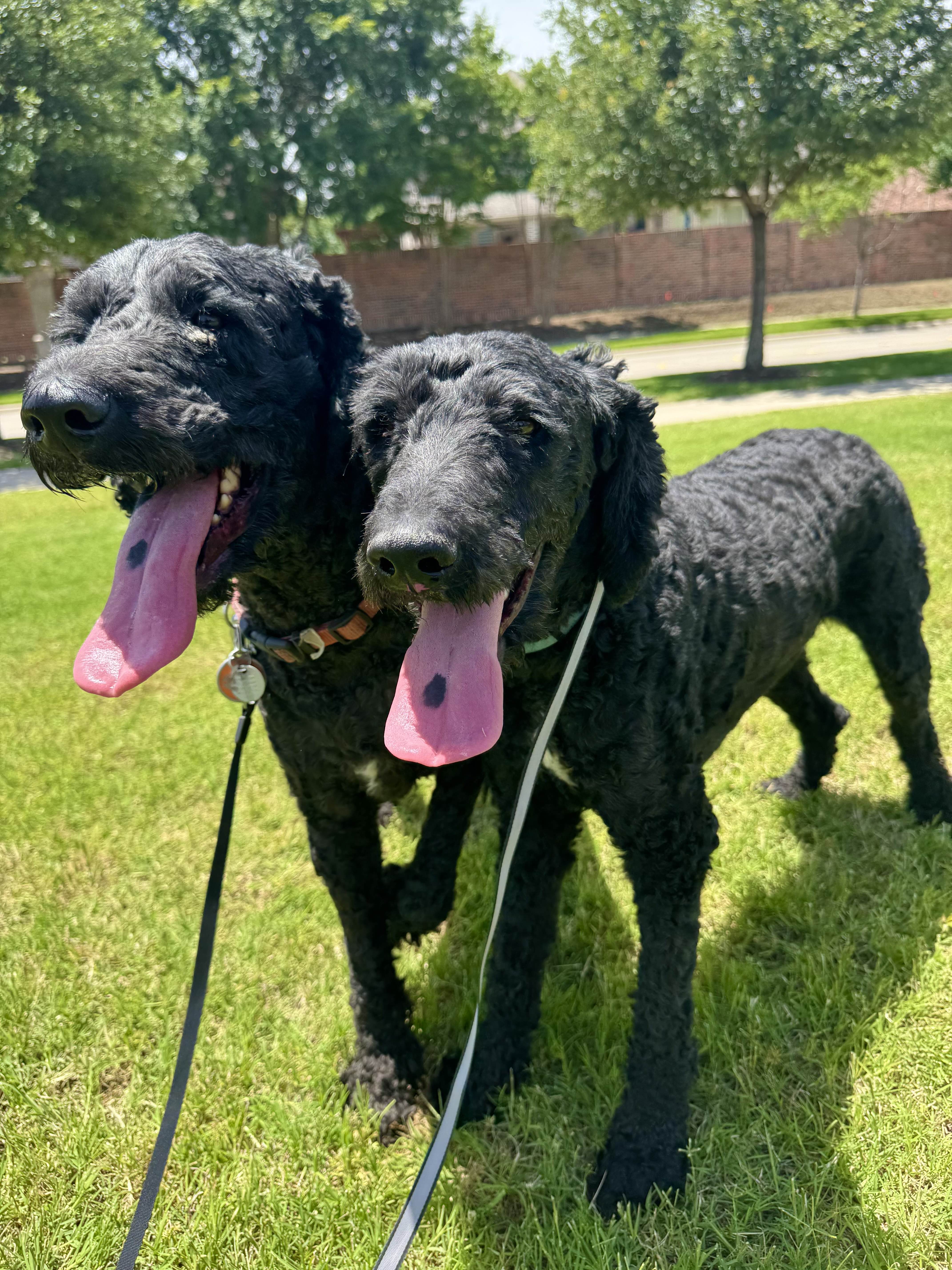 Happy dog being cared for in Prosper Texas