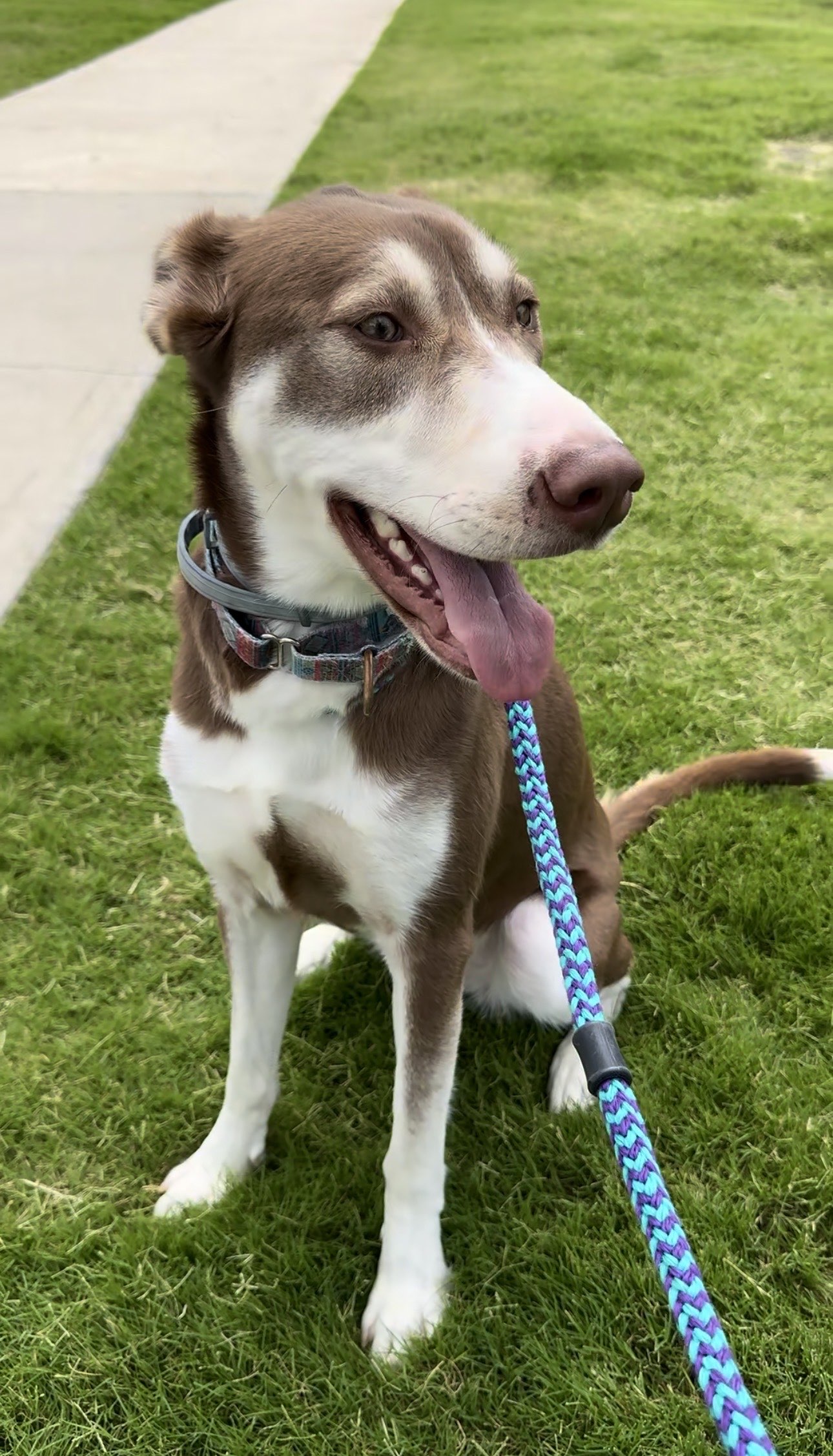 Professional pet care in Prosper Texas