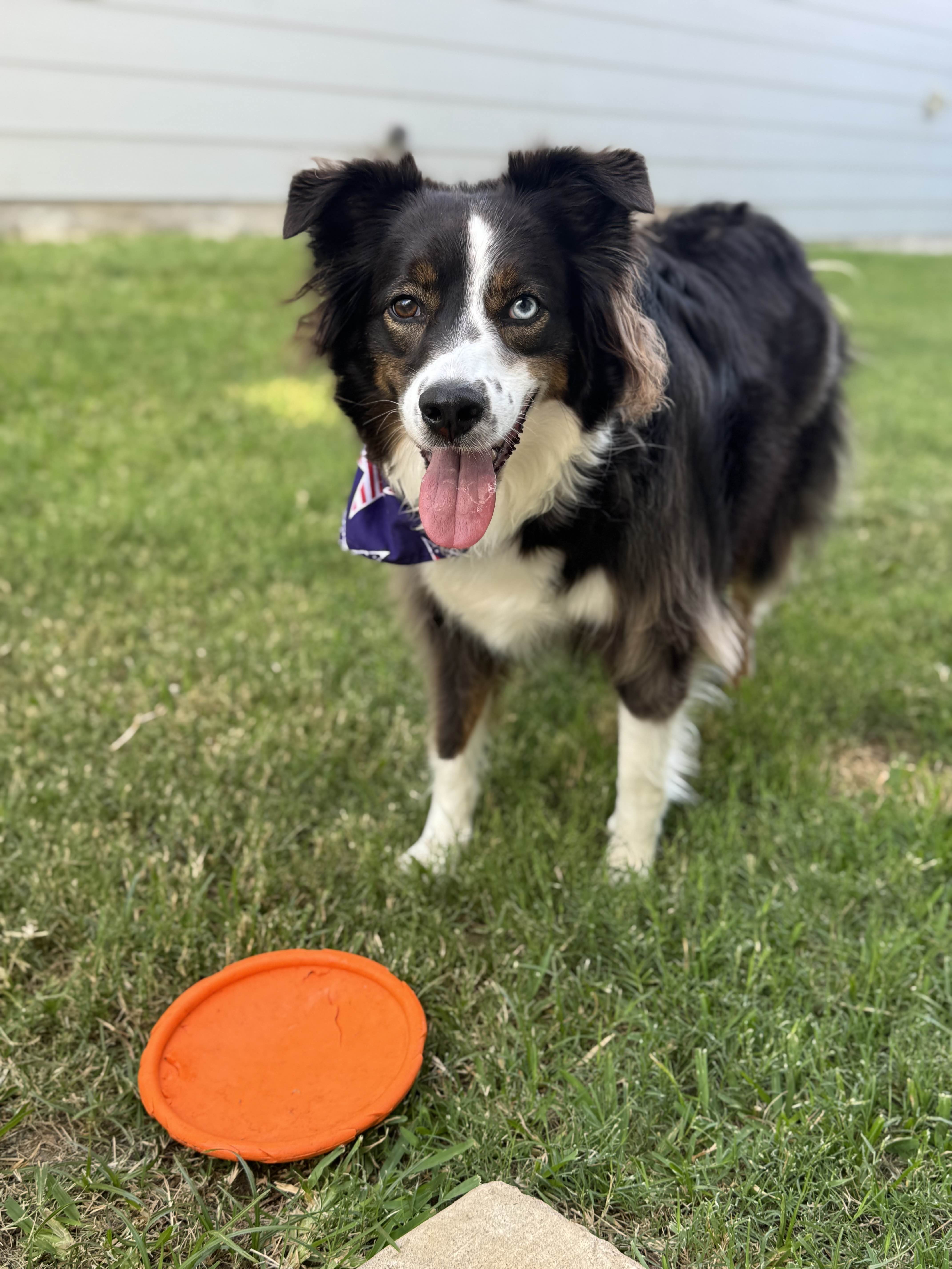 Australian shepherd receving pet care in Frisco Texas