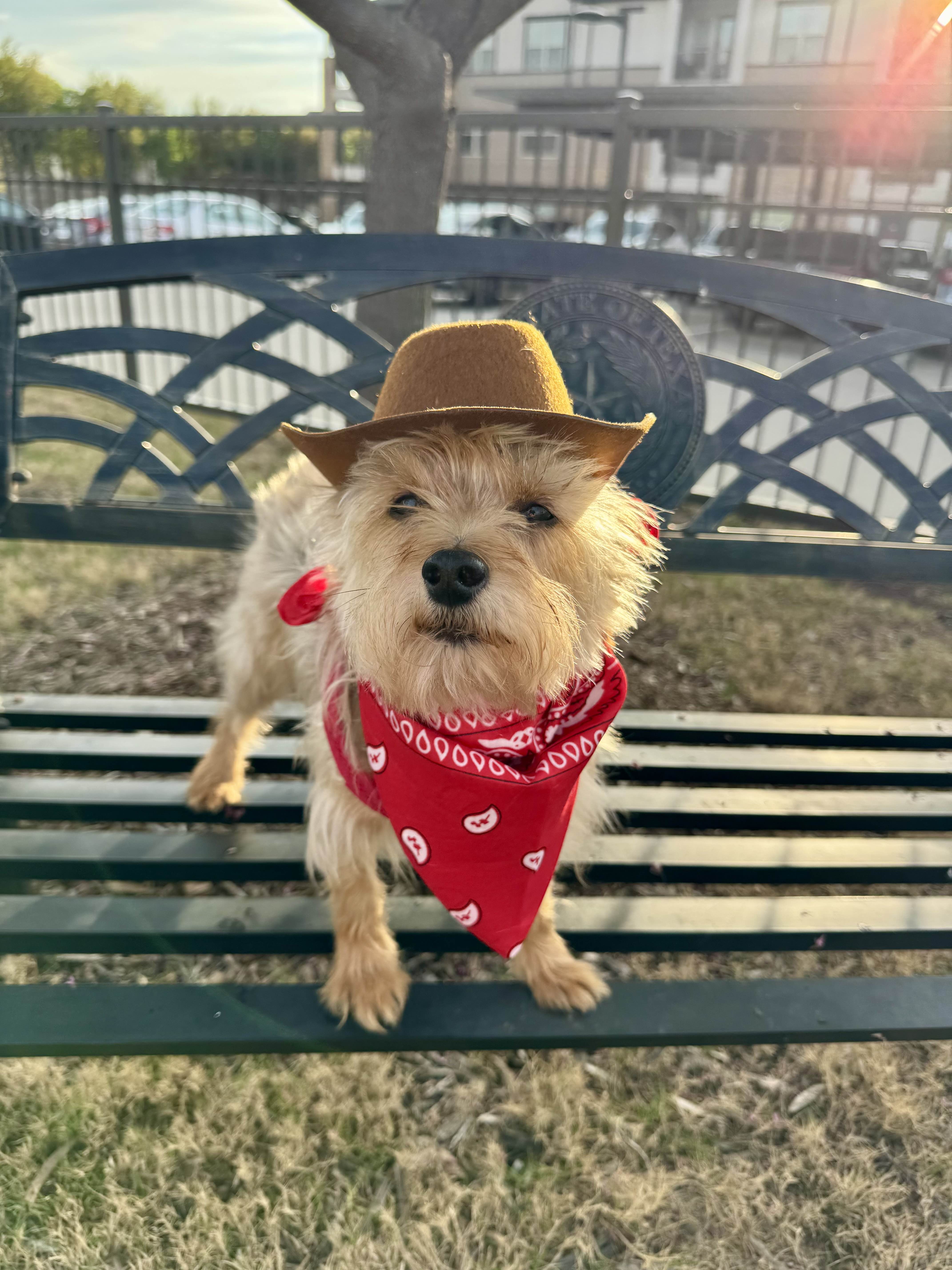 Friendly Yorkshire Terrier being cared for by Paws in Stride